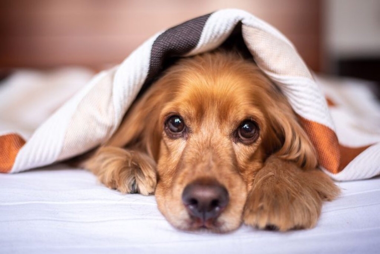 実話 愛犬が残った油を飲んでしまった話 いぬのため